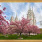 Salt Lake Spring Blossoms