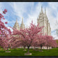 Salt Lake Spring Blossoms