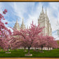 Salt Lake Spring Blossoms