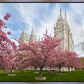 Salt Lake Spring Blossoms