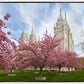 Salt Lake Spring Blossoms