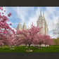 Salt Lake Spring Blossoms