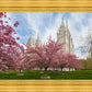 Salt Lake Spring Blossoms