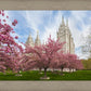 Salt Lake Spring Blossoms