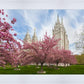 Salt Lake Spring Blossoms