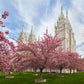Salt Lake Spring Blossoms