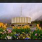 Provo Spring Tulips