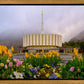 Provo Spring Tulips