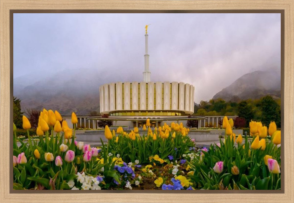 Provo Spring Tulips Gallery Wrap