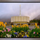 Provo Spring Tulips