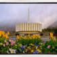 Provo Spring Tulips
