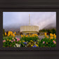 Provo Spring Tulips