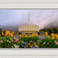 Provo Spring Tulips