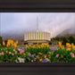 Provo Spring Tulips