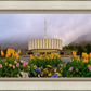 Provo Spring Tulips