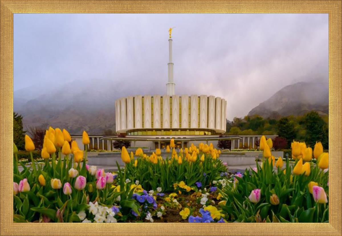 Provo Spring Tulips