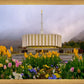 Provo Spring Tulips