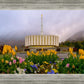 Provo Spring Tulips