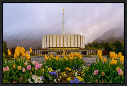 Provo Spring Tulips