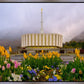 Provo Spring Tulips