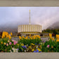 Provo Spring Tulips