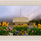 Provo Spring Tulips