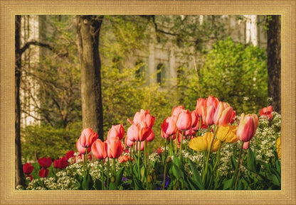 Salt Lake in the Garden