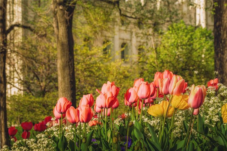 Salt Lake in the Garden