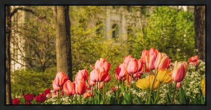 Salt Lake in the Garden