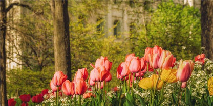 Salt Lake In The Garden
