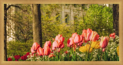 Salt Lake in the Garden