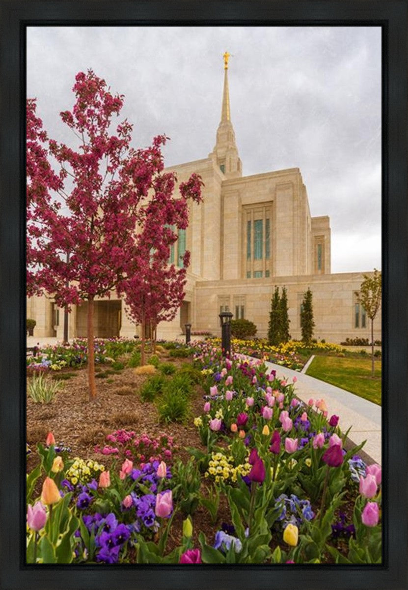 Ogden Tulips Gallery Wrap