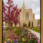 Ogden Tulips