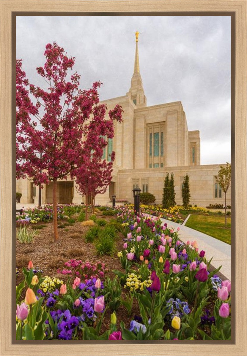 Ogden Tulips Gallery Wrap