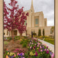 Ogden Tulips