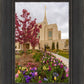 Ogden Tulips