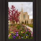 Ogden Tulips