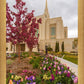 Ogden Tulips