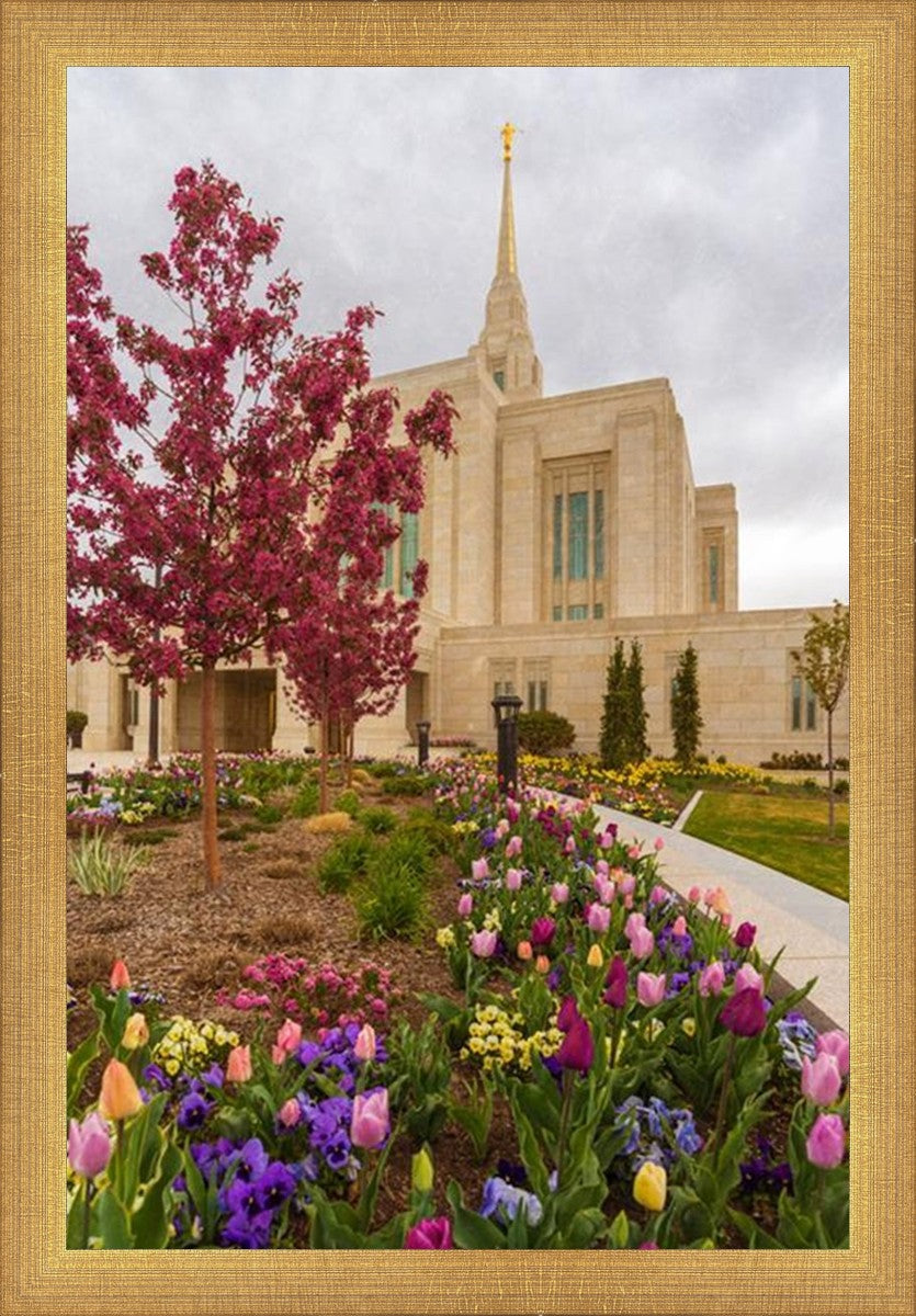 Ogden Tulips