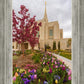 Ogden Tulips