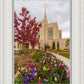 Ogden Tulips