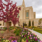 Ogden Tulips