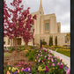 Ogden Tulips