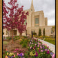 Ogden Tulips