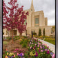 Ogden Tulips