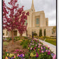 Ogden Tulips