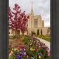 Ogden Tulips