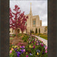 Ogden Tulips