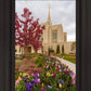 Ogden Tulips