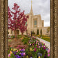 Ogden Tulips
